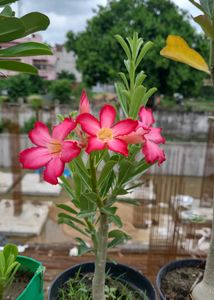 Adenium