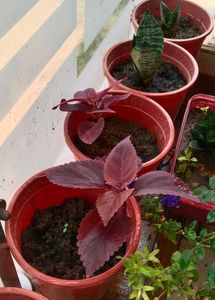 Coleus Plant