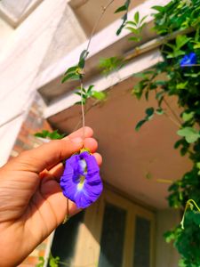 Butterfly / Aprajita Seeds