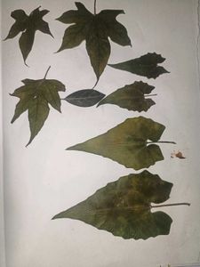 Dried Flowers For Crafting