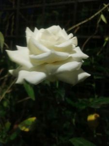 White Rose Flower Plant With Root