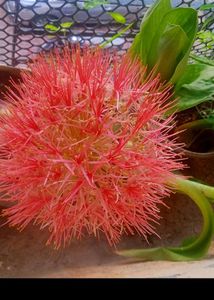 Football Liya Flower
