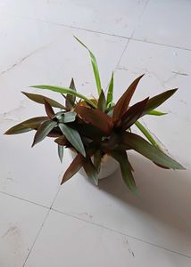 One Spider And Rhoeo plant