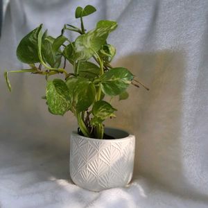 Concrete Pot With Plant