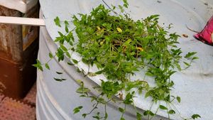 Set 3 Chlorophytum laxum &amp; Turtle Plants