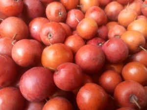 Dry Indian jujube/ Indian plum