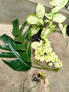 Assorted Beautiful Plants Combo