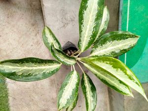 Flowering Bourgainvillea N Plants Combo green