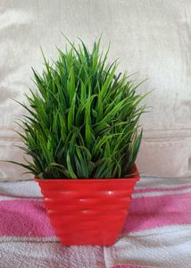 Plastic 🌲 Green Colour 💚