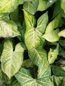 Entacloo Syngonium white