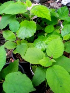 Very Healthy Live Fruits Plants