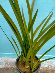 Lily Plant Live