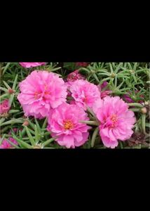 Beautiful rose moss flowesrs