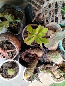 Assorted Combo Offer (15 Varieties)