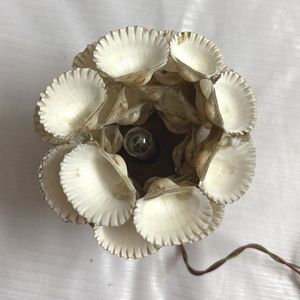 Shell Lamp