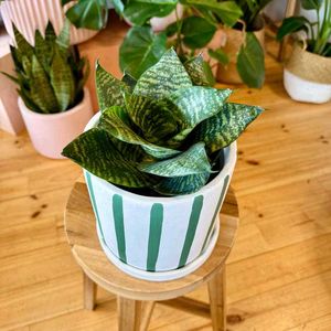 Sansevieria “Hahnii” Birds Nest Dwarf Snake Plant