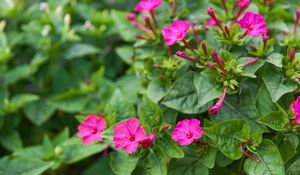 Pink Flower 50 Seeds