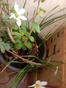 Price Starting15 Rs.plant Combo