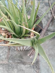 Aloe Vera Plant