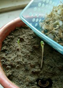 Plant Sprouts