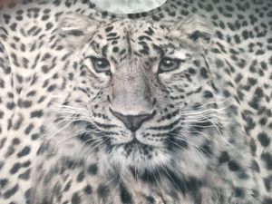 t shirt for girls