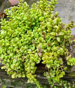 Tangled Heart / Pillow Plant / Swedish Ivy