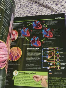 Scholastic Discover More: Human Body