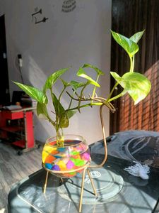 Dear Shape Stand And Pot...