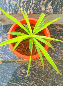 Combo PLANTS