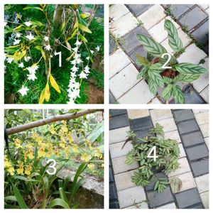 You Can Select 10 Live Root Plants