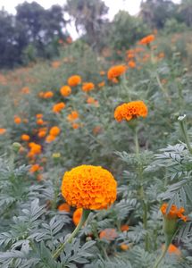 Marigold Plant 5 Pic Combo