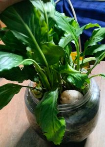 Live Dwarf peace lily