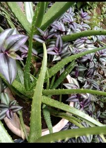 Aloe Vera