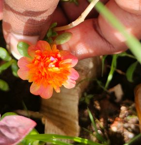 Cinderella 4 Variety Cutting