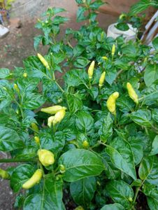 Fresh Chili Peppers - Homegrown!