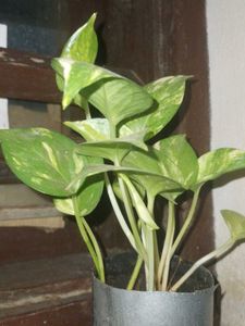 Money Plant in Silver Pot