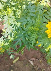 Orange Marigold Plant