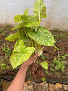 Plant Live