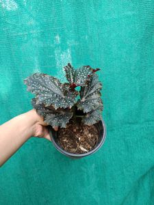 Begonia