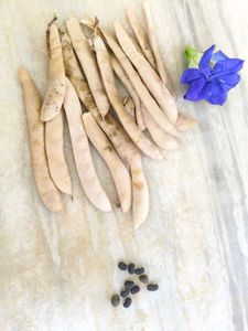 Butterfly pea seeds🫛