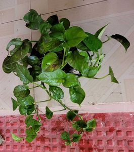 2 Set Money &amp; Pandanus veitchii Plants