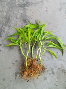 Six Lucky Bamboo Shoots