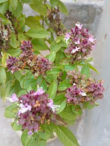 Plants