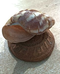 Striped Seashell Figurine