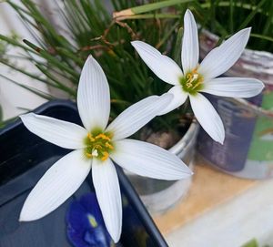 Combo Of 5 Plants Bulbs