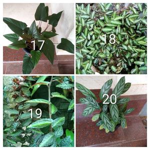 you can select 10 Live root plants