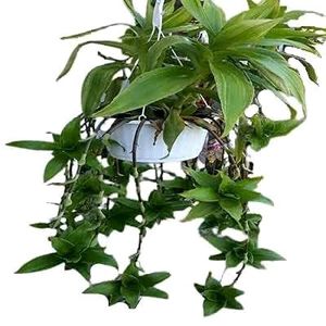 Hanging Plants Combo Of 11
