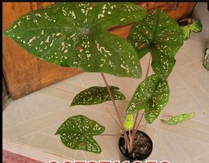 Set 2 ujjalaseeds rare polka &amp; Caladium Pink Plant