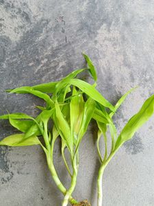 Three Lucky Bamboo Shoots