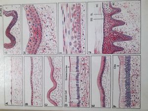Textbook Of Human Histology + Color Atlas !!🌟